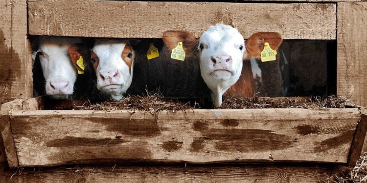 Landwirtschaft erhält Auszahlung der Direktzahlungen noch vor Jahresende