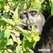 Vortrag: „Von den Berggorillas zur Küste Kenias“