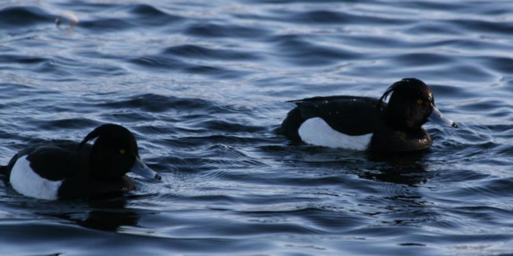 Rastende Wasservögel und trommelnde Spechte am Schaalsee