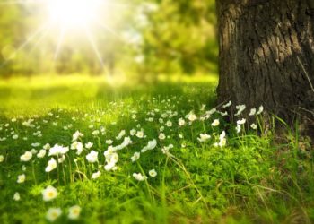 „Wiesen … nichts als Gras?“