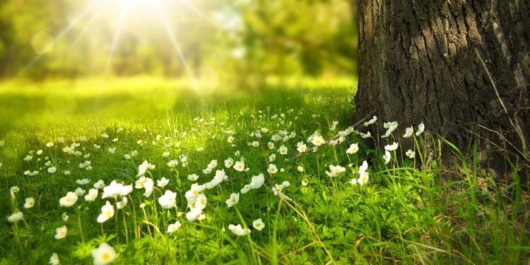 „Wiesen … nichts als Gras?“