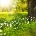„Wiesen … nichts als Gras?“