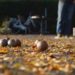 Boule vor dem Rathaus – „Es geht wieder los!“