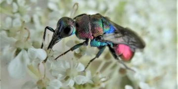 Fotosafari in die heimische Insektenwelt