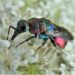 Fotosafari in die heimische Insektenwelt