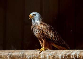 Ansitzstangen für Greifvögel montiert