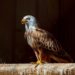 Ansitzstangen für Greifvögel montiert