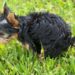 Hundekot in städtischen Grünanlagen … es nimmt kein Ende