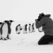 „Rückkehr zum Land der Pinguine“