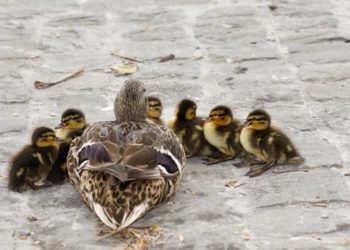 Stockenten brüten an überraschenden Orten