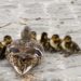 Stockenten brüten an überraschenden Orten