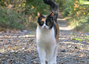 Fremde Katzen haben meist ein Zuhause