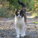 Fremde Katzen haben meist ein Zuhause