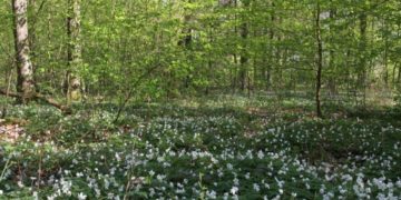 Rangertour zu den Frühblühern im Behlendorfer Wald