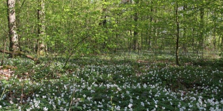 Rangertour zu den Frühblühern im Behlendorfer Wald