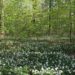 Rangertour zu den Frühblühern im Behlendorfer Wald