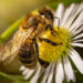 ‚Tiere pflanzen‘ – mit heimischen Wildpflanzen