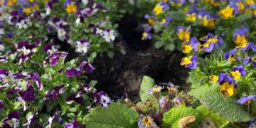 Blumendiebe in Geesthacht