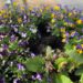 Blumendiebe in Geesthacht