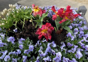 Blumendiebe in Geesthacht