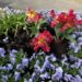 Blumendiebe in Geesthacht