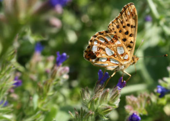 ‚Tiere pflanzen‘ – mit heimischen Wildpflanzen