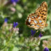 ‚Tiere pflanzen‘ – mit heimischen Wildpflanzen
