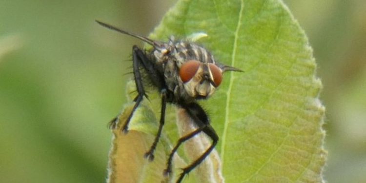Bundesweite Zählaktion „Insektensommer‟