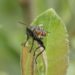 Bundesweite Zählaktion „Insektensommer‟
