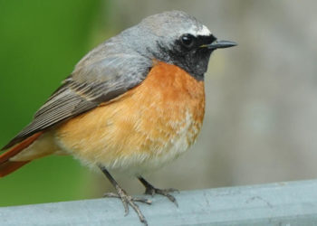 Vögel zählen zwischen Vatertag und Muttertag