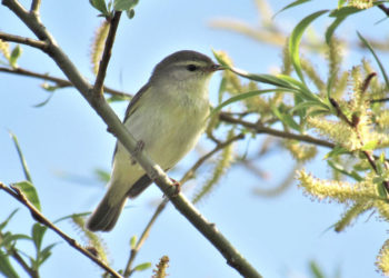 Vogelkundliche Wanderung