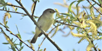 Vogelkundliche Wanderung