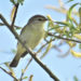 Vogelkundliche Wanderung