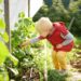 Vorsicht vor giftigen Pflanzen im heimischen Garten