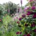 Offener Garten in Basedow