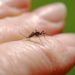 Warnung vor möglichen Folgen bei Insektenstichen