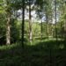 Naturkundliche Wanderung durch den Bartelsbusch