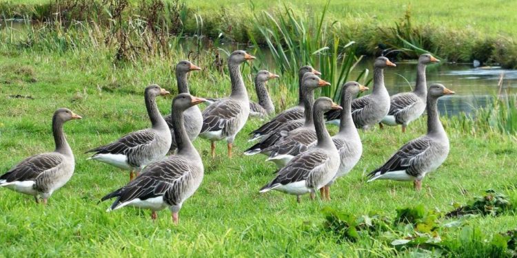 Schleswig-Holstein weitet Jagdzeiten für Gänse aus