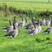 Schleswig-Holstein weitet Jagdzeiten für Gänse aus