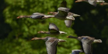 Bauernpräsident Lucht: Bejagung wichtiges Element im Gänsemanagement