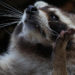 Waschbär im Schlafzimmer