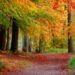 Farbenfrohes Laub und Lichter in der Dunkelheit: Naturparktouren im Herbst