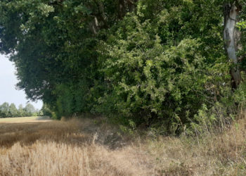 Fachveranstaltung ‚Waldvernetzung‘ der BUND Kreisgruppe und des Kreisbauernverbandes