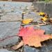 Das Herbstlaub richtig entsorgen