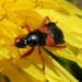 Vortrag: Schönheit und Ökologie unserer heimischen Tierwelt