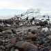 Geowissenschaftliche Tagestour auf Fehmarn