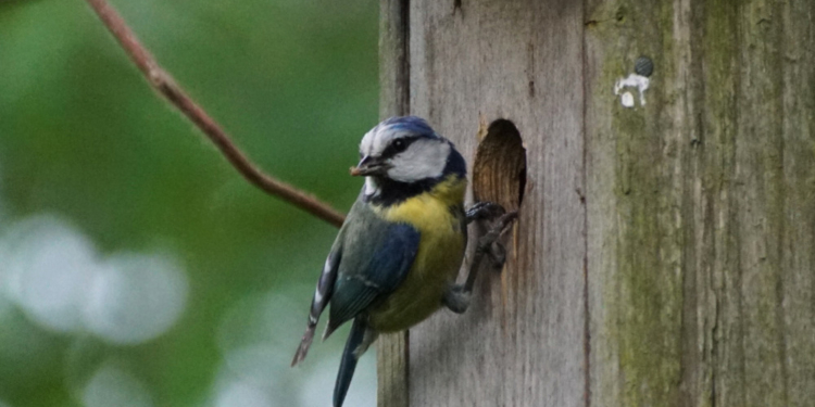 Vogelkästen-Reinigung im Steinhorst-Schiphorster Moor