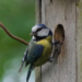Vogelkästen-Reinigung im Steinhorst-Schiphorster Moor