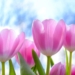 Op Platt: Gedanken an den Frühling