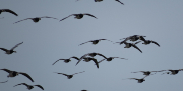 Vogelzug im Duvenseer Moor